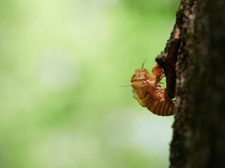 夏の公園の木の上にある蝉の殻の風景