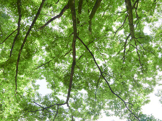 真夏の公園の森の緑の葉っぱの風景
