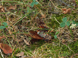夏の公園でスズメバチとセミが格闘する様子