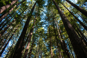 Fototapeta premium Tall redwoods