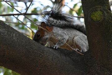 Squirrel