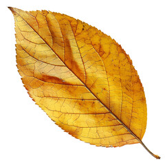 Autumn leaf clip art