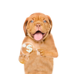 Puppy holding a needle near a soap bubble with a dollar sign. Financial Crisis Concept