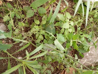 lizard in the grass
