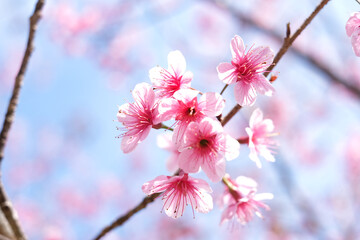 A beautiful pink flower with a blue sky in the background. The flower is in full bloom and is the main focus of the image