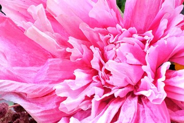 A close up of a pink flower with a lot of detail. The flower is very large and has a lot of petals