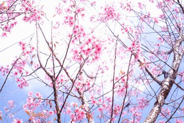 A tree with pink flowers is in the foreground. The tree is surrounded by a blue sky. The pink flowers are scattered throughout the tree, with some blooming more prominently than others