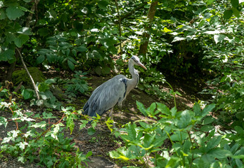 The grey heron (Ardea cinerea) walking in the forest