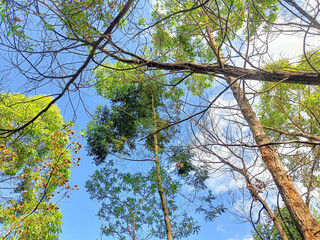 Trees in the forest
