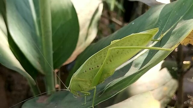 Green grasshoper on a leaf