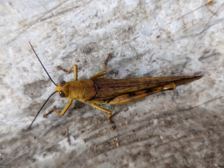 A close-up of a golden grasshopper reveals its dazzling, metallic sheen.