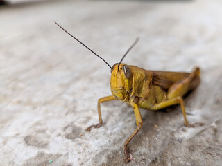 A close-up of a golden grasshopper reveals its dazzling, metallic sheen.