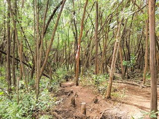 Trees in the forest