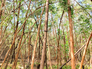 Trees in the forest