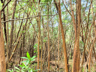 Trees in the forest