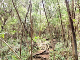 Trees in the forest