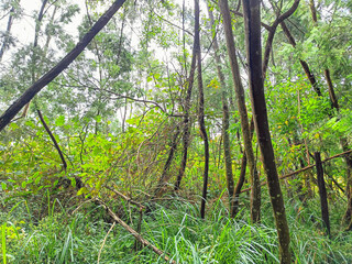 Trees in the forest