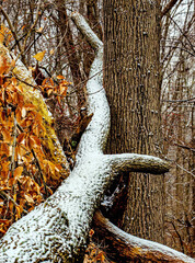 fallen tree in autumn