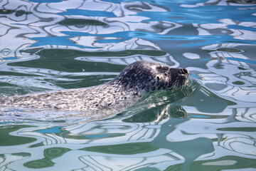 Fototapeta premium アザラシ