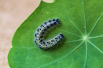 Caterpillar on leaf in the garden