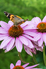 Butterfly on Echinacea purpurea flower in the garden