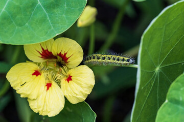 Caterpillar on nasturtium flower
