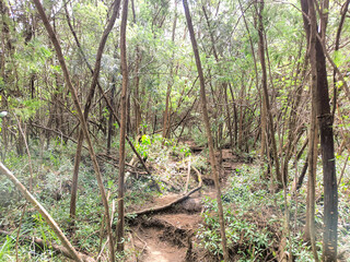 Trees in the forest