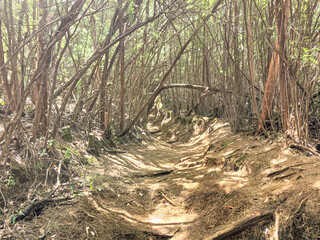 Trees in the forest