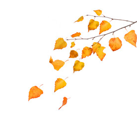 Falling autumn yellow birch  leaves cut out 