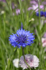 青いヤグルマギク