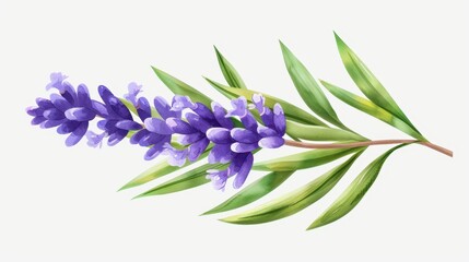 Fototapeta premium Delicate lavender plant, beautifully illustrated in watercolor, brings calming vibes to any space with its vibrant yet soothing hues.