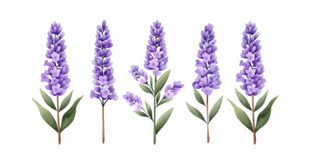 Naklejka premium Vibrant lavender blooms create a serene watercolor backdrop, perfect for adding a touch of natures beauty to your designs.