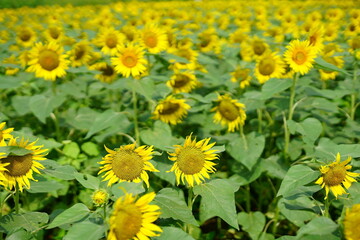 Obraz premium Sunflowers can be seen in the summer