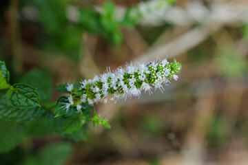 Macro Photograph of Busy Ant on Flowering Mint Plant