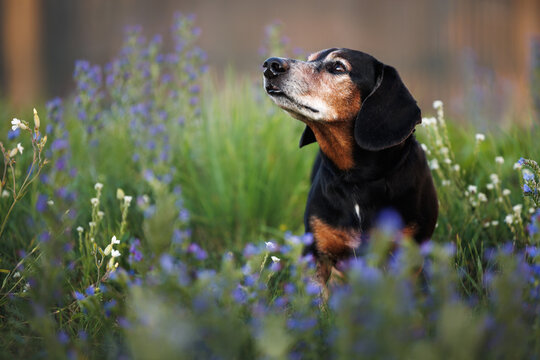 old dachshund dog standing on a summer meadow with blooming flowers