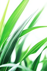 Fototapeta premium Close-Up of Fresh Green Grass Leaves on White Background, High Definition, Professional Photography, Depth of Field, Elegant and Natural