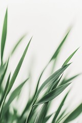 Fototapeta premium Close-Up of Fresh Green Grass Leaves on White Background, High Definition, Professional Photography, Depth of Field, Elegant and Natural