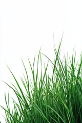 Close-Up of Fresh Green Grass Leaves on White Background, High Definition, Professional Photography, Depth of Field, Elegant and Natural
