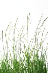 Close-Up of Fresh Green Grass Leaves on White Background, High Definition, Professional Photography, Depth of Field, Elegant and Natural