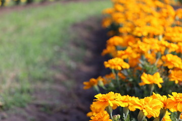 マリーゴールド