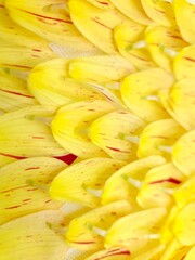 Colorful dahlia closeup flower during the blooming close up.