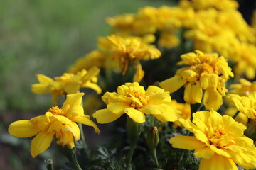 マリーゴールド