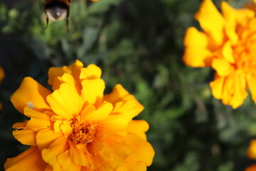マリーゴールド