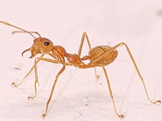 ant