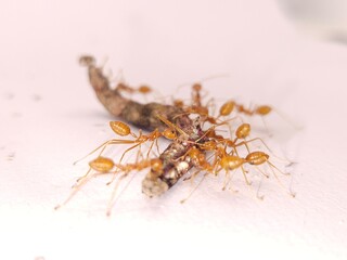 Red Ants Eating an Caterpillar Isolated On White