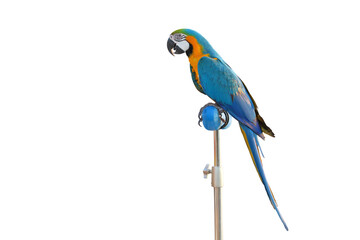 Beautiful posture of Blue and Gold Macaw parrot on parrot stand isolated on transparent background png file