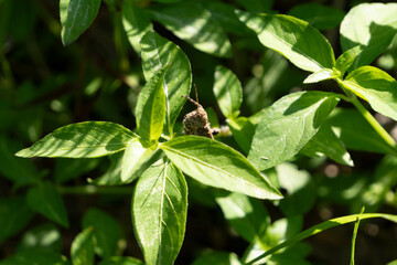 Close-up of a Tetrigidae face on a leaf. Its scientific name is Tetrix japonica.