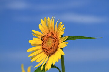 Sunflowers can be seen in the summer
