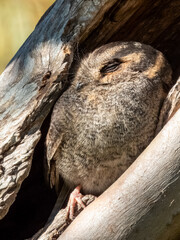 Obraz premium Australian Owlet-nightjar - Aegotheles cristatus in Australia