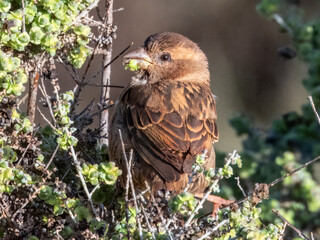 House Sparrow - Passer domesticus in Australia